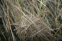 BUITEN BEELD Foto: 40577
