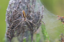 BUITEN BEELD Foto: 40585