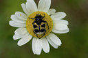 BUITEN BEELD Foto: 40587