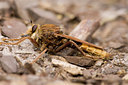 BUITEN BEELD Foto: 40688