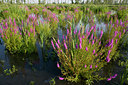 BUITEN BEELD Foto: 40755