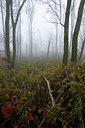 BUITEN BEELD Foto: 40771