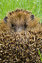 BUITEN BEELD Foto: 40783