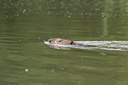 BUITEN BEELD Foto: 40846