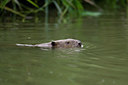BUITEN BEELD Foto: 40850