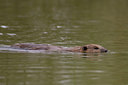 BUITEN BEELD Foto: 40862
