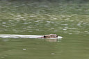BUITEN BEELD Foto: 40870