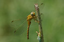 BUITEN BEELD Foto: 40932