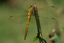 BUITEN BEELD Foto: 40936