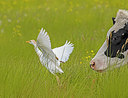 BUITEN BEELD Foto: 409035