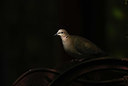 BUITEN BEELD Foto: 409148