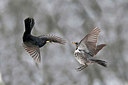 BUITEN BEELD Foto: 409166