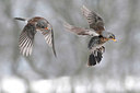 BUITEN BEELD Foto: 409171