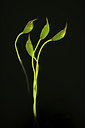 BUITEN BEELD Foto: 409346