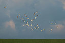 BUITEN BEELD Foto: 409438