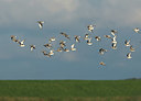 BUITEN BEELD Foto: 409442