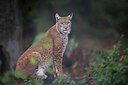 BUITEN BEELD Foto: 409479