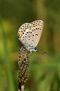 BUITEN BEELD Foto: 409529