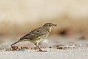 BUITEN BEELD Foto: 409666