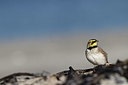 BUITEN BEELD Foto: 409668