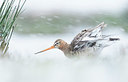 BUITEN BEELD Foto: 409805