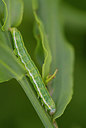 BUITEN BEELD Foto: 409935