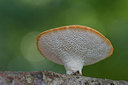 BUITEN BEELD Foto: 409942