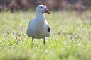 BUITEN BEELD Foto: 410524