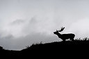 BUITEN BEELD Foto: 410591