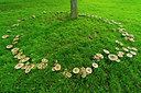 BUITEN BEELD Foto: 410720