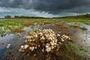 BUITEN BEELD Foto: 410738