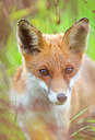 BUITEN BEELD Foto: 410853