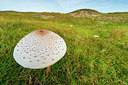 BUITEN BEELD Foto: 410911