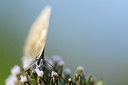BUITEN BEELD Foto: 411147