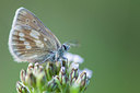 BUITEN BEELD Foto: 411186