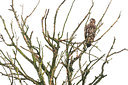 BUITEN BEELD Foto: 411403