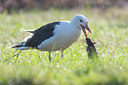 BUITEN BEELD Foto: 411899