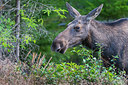 BUITEN BEELD Foto: 411952