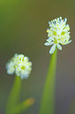 BUITEN BEELD Foto: 411960