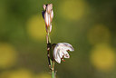 BUITEN BEELD Foto: 412337
