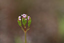 BUITEN BEELD Foto: 412351