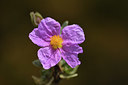 BUITEN BEELD Foto: 412404