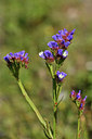BUITEN BEELD Foto: 412509