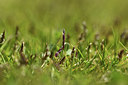 BUITEN BEELD Foto: 412510