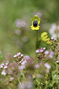BUITEN BEELD Foto: 412525