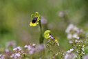 BUITEN BEELD Foto: 412543