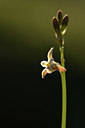 BUITEN BEELD Foto: 412691
