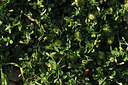 BUITEN BEELD Foto: 412717