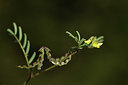 BUITEN BEELD Foto: 412755