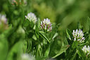 BUITEN BEELD Foto: 412785